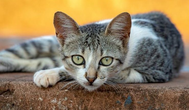 Pocahontas County Woman Held On $10K Bond For Neglecting Multiple Cats