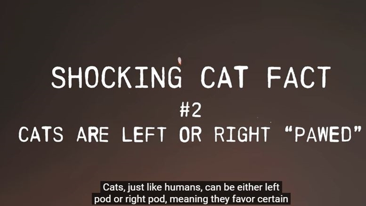 Amazing Facts About Cats That You Might Not Know