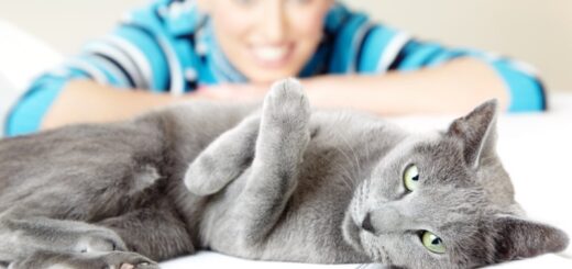 Cats' Tree Hotel In Paris - The Ultimate Luxury Cat Accommodation In France