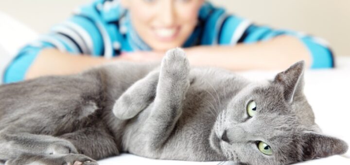 Cats' Tree Hotel In Paris - The Ultimate Luxury Cat Accommodation In France