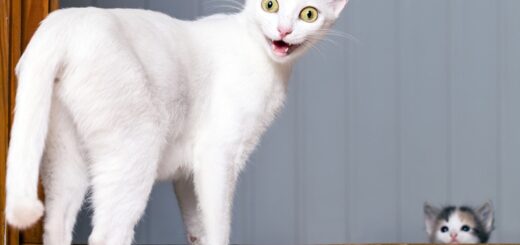 Amazing Facts About Cats That You Might Not Know