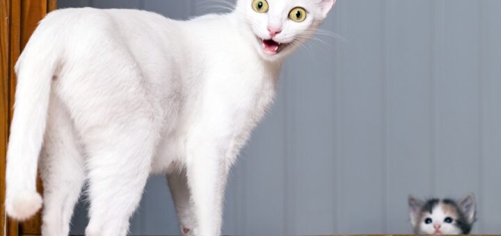 Amazing Facts About Cats That You Might Not Know