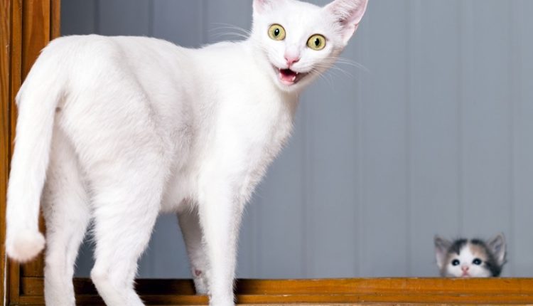 Funny Crazy Cat
