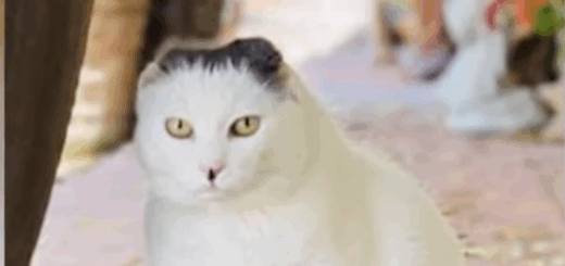 Parish Cat Mourned After 15 years Of Church Attendance