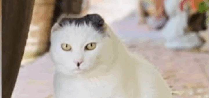 Parish Cat Mourned After 15 years Of Church Attendance