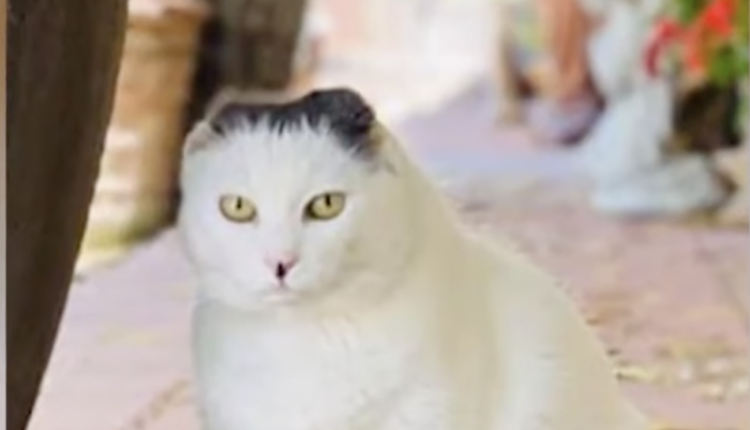 Parish Cat