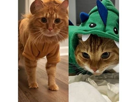 Halloween Costumes For Cats Are Super-Cute But Unappreciated
