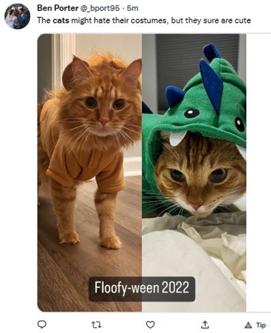 Halloween Costumes For Cats Are Super-Cute But Unappreciated