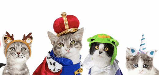 Halloween Costumes For Cats Are Super-Cute But Guarantee Grumpy Felines
