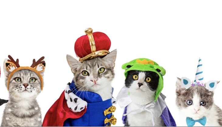 Halloween Costumes For Cats Are Super-Cute But Guarantee Grumpy Felines