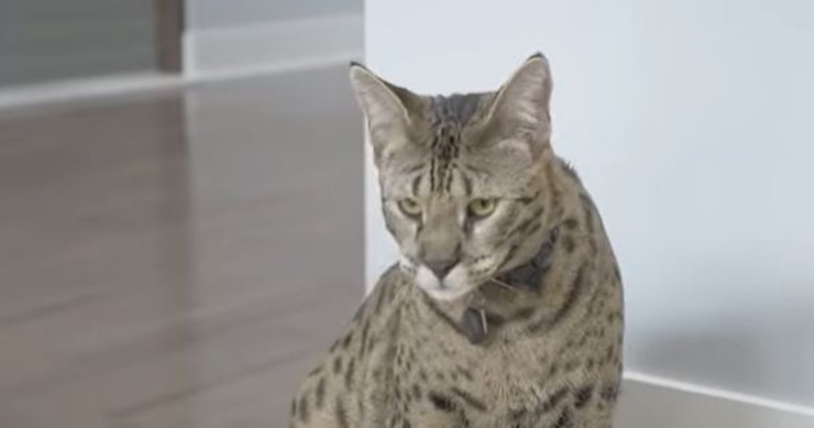 Huge Savannah Cat Snares Guinness World Record