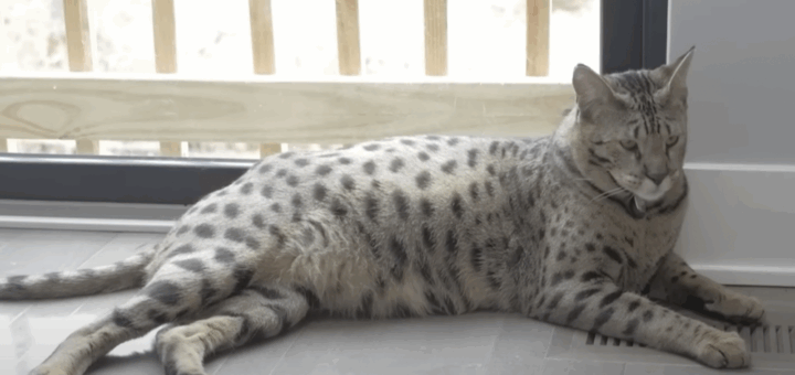 Huge Savannah Cat Snares Guinness World Record