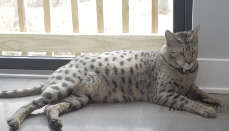Tall-cat