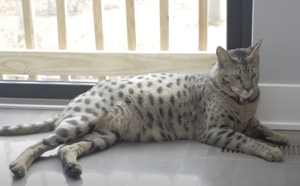 Huge Savannah Cat Snares Guinness World Record