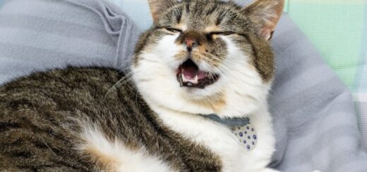 Why Is My Cat Sneezing? Common Causes Explained