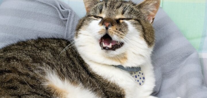 Why Is My Cat Sneezing? Common Causes Explained