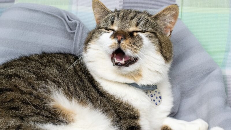 Why Is My Cat Sneezing? Common Causes Explained