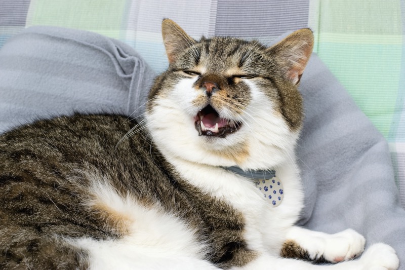 Why Is My Cat Sneezing? Common Causes Explained