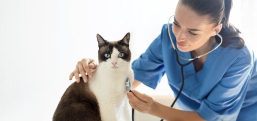 Why Is My Cat Throwing Up? 7 Reasons & When to Call a Vet