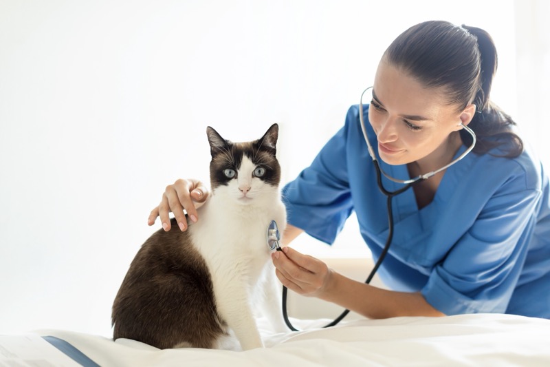 Why Is My Cat Throwing Up? 7 Reasons & When to Call a Vet