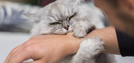 How To Stop a Cat From Biting — Causes & Fixes