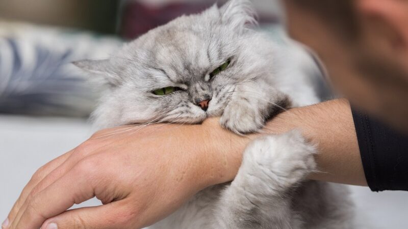 How To Stop a Cat From Biting — Causes & Fixes